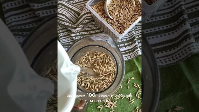 Чистим печень настоем овса Чистим печень настоем овса