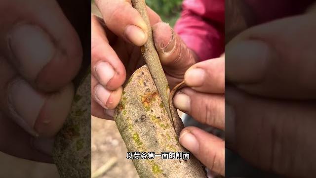 中枝嫁接教程#嫁接技术 #2024新农人计划 #dou来广东百千万 #抖音创作季 中枝嫁接教程#嫁接技术 #2024新农人计划 #dou来广东百千万 #抖音创作季