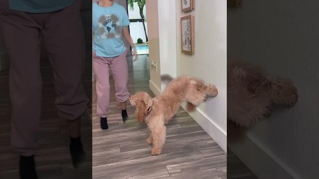 Prodigious dogs Prodigious dogs