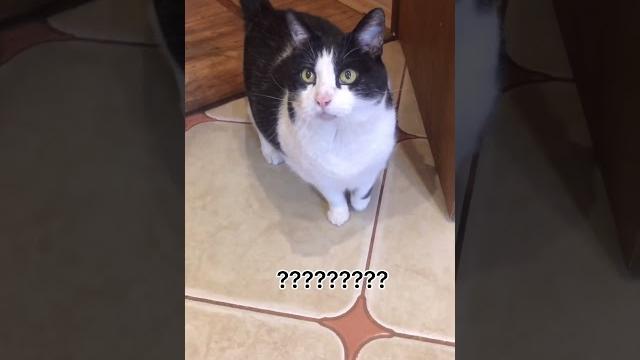 Наташ, кошке голову отрезать?! Наташ, кошке голову отрезать?!