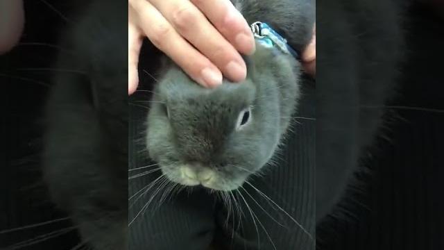Rabbit with a beautiful beard #shorts #rabbit #bunny #rabbits #bunnys #cute #amizing #subscribe Rabbit with a beautiful beard #shorts #rabbit #bunny #rabbits #bunnys #cute #amizing #subscribe