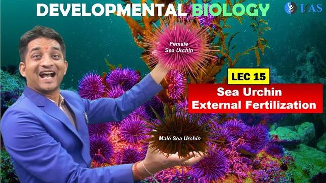 Csir net june 2025 i developmental biology i lecture 15 i sea urchin external fertilization i ifas Csir net june 2025 i developmental biology i lecture 15 i sea urchin external fertilization i ifas