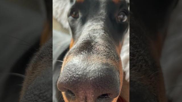 Мемед дуе форю мем @mortimerina Мемед дуе форю мем @mortimerina