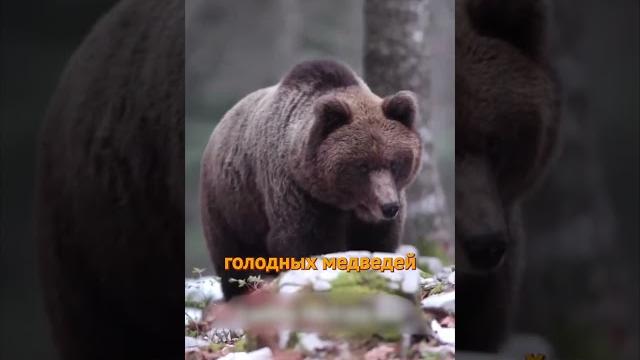 Горный велосипед и медведи! велопокатушки. мтб. emtb #shorts Горный велосипед и медведи! велопокатушки. мтб. emtb #shorts
