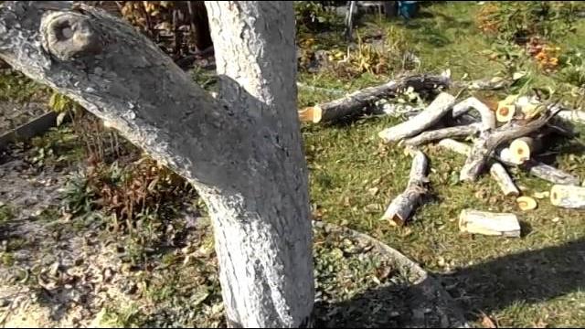Как правильно спилить дерево на даче Как правильно спилить дерево на даче