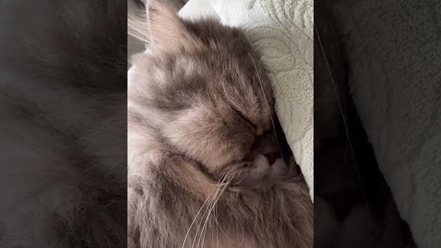 白天睡不醒 晚上睡不着#评论区看看你们的小猫 #把你家猫咪睡觉的样子发出来看看 白天睡不醒 晚上睡不着#评论区看看你们的小猫 #把你家猫咪睡觉的样子发出来看看