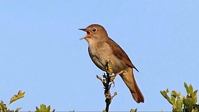 One hour relaxing birdsong: the nightingale. One hour relaxing birdsong: the nightingale.