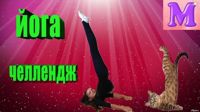 Йога челлендж с котиками . Йога челлендж с котиками .