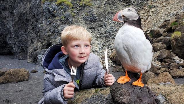5 day iceland adventure - eating puffin, whale & shark 5 day iceland adventure - eating puffin, whale & shark