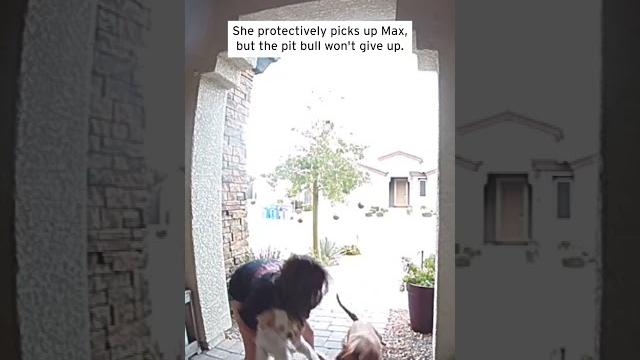 Heroic driver saves woman and her dog from pit bull attack #shorts Heroic driver saves woman and her dog from pit bull attack #shorts