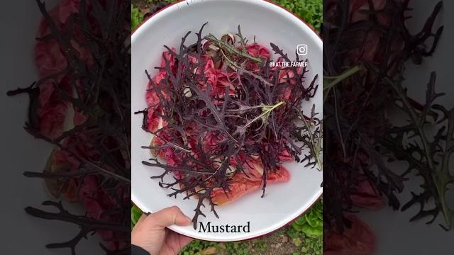 A winter salad, fresh from the tunnels and full of texture and color! #farming #marketfarmer A winter salad, fresh from the tunnels and full of texture and color! #farming #marketfarmer