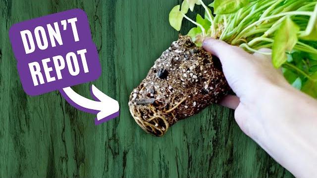 12 deadly repotting mistakes to avoid! 12 deadly repotting mistakes to avoid!