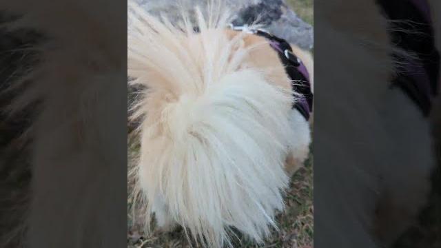 Pekingese loves parks! #shorts #pekingese Pekingese loves parks! #shorts #pekingese