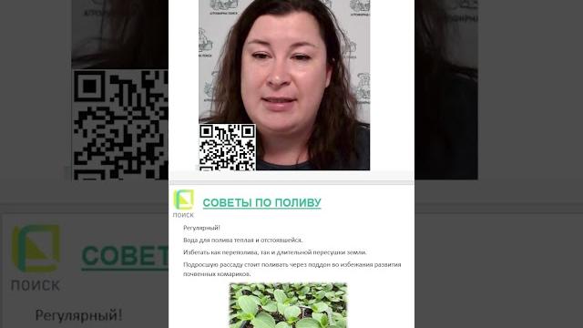Как правильно поливать семена после посева. Как правильно поливать семена после посева.