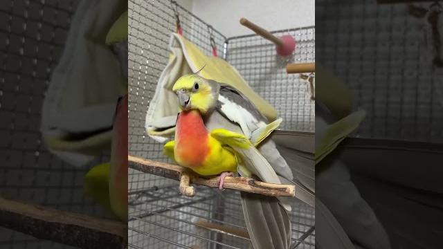 Lutino cockatiel and african love bird cross breeding #explore #birds #cocketiel #talesoftiels #vlog Lutino cockatiel and african love bird cross breeding #explore #birds #cocketiel #talesoftiels #vlog