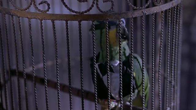 Polly want yo mama's sweet ass Polly want yo mama's sweet ass