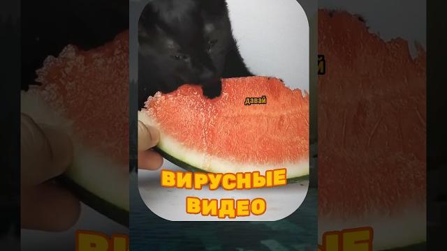 Вирусные видео / безумные еноты Вирусные видео / безумные еноты