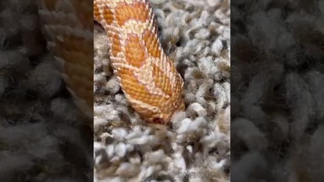 Hi, i’m dory! #reptile #animal #snake Hi, i’m dory! #reptile #animal #snake