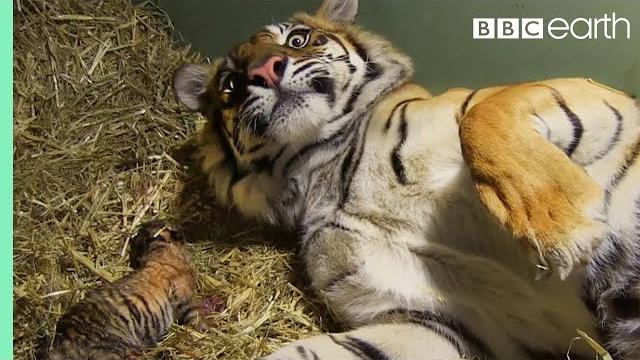 Birth of twin tiger cubs | tigers about the house | bbc earth Birth of twin tiger cubs | tigers about the house | bbc earth