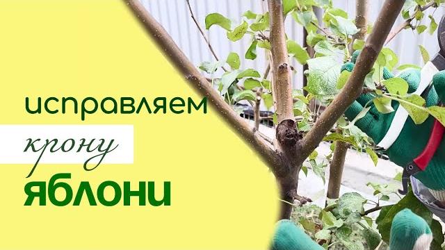 Как правильно сформировать и обрезать молодую яблоню Как правильно сформировать и обрезать молодую яблоню