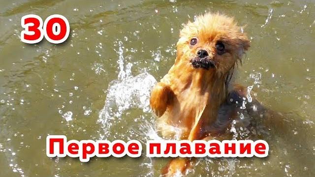 Шпицы не умеют плавать? кемерово, томь Шпицы не умеют плавать? кемерово, томь