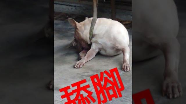 狗狗愛是舔腳 狗狗愛是舔腳