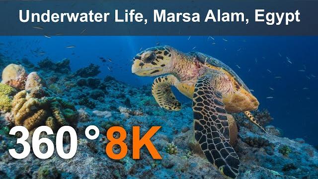 Underwater life, marsa alam, egypt. 360 video in 8k. Underwater life, marsa alam, egypt. 360 video in 8k.