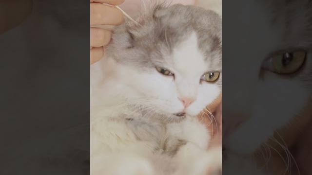 斑比bambi的沈浸式采耳 spa asmr #asmr #cats 斑比bambi的沈浸式采耳 spa asmr #asmr #cats