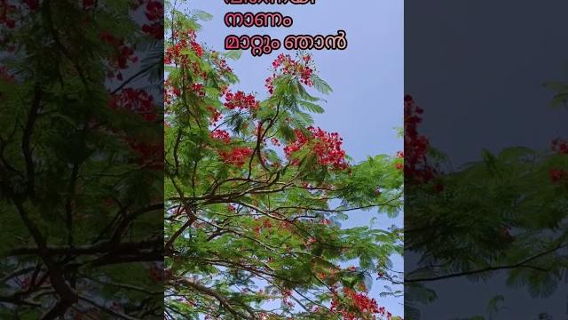 Ninneyen swanthamaakkum njan | reghu kumar | poovachal khader | kj yesudas |#beautifulmorning Ninneyen swanthamaakkum njan | reghu kumar | poovachal khader | kj yesudas |#beautifulmorning
