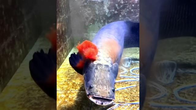 Arapaima fish predators #shorts Arapaima fish predators #shorts