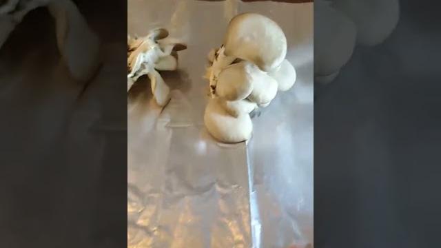 #harvesting blue oyster #mushrooms, getting #spore prints, and making #lc from #agar transfer #harvesting blue oyster #mushrooms, getting #spore prints, and making #lc from #agar transfer
