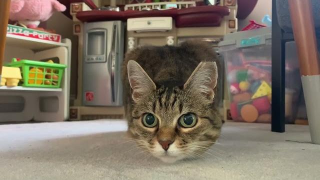 Some cat “crazy eyes” for your viewing pleasure Some cat “crazy eyes” for your viewing pleasure