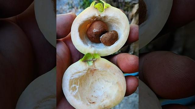 Cobain buah jambu sewangi mawar #buah #roseapple #shorts Cobain buah jambu sewangi mawar #buah #roseapple #shorts