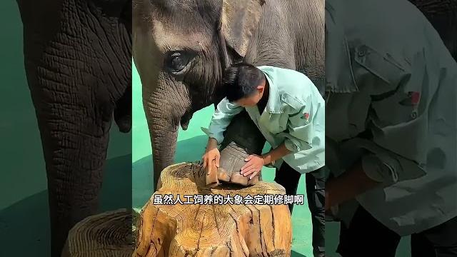 大象为什么要把食物踩碎再吃,是因为象牙很脆弱吗?#科普 #解压 #大象 #神奇动物 大象为什么要把食物踩碎再吃,是因为象牙很脆弱吗?#科普 #解压 #大象 #神奇动物