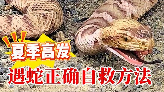 户外达人告诉你:遇蛇正确的自救方法|这视频可以保命! 户外达人告诉你:遇蛇正确的自救方法|这视频可以保命!