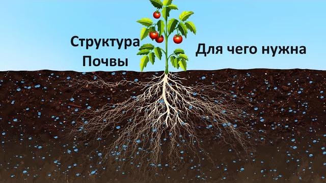 Для чего нужна структура почвы Для чего нужна структура почвы