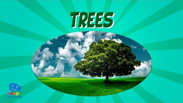Trees | educational video for kids Trees | educational video for kids