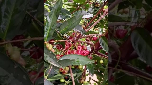 Red water apple Red water apple