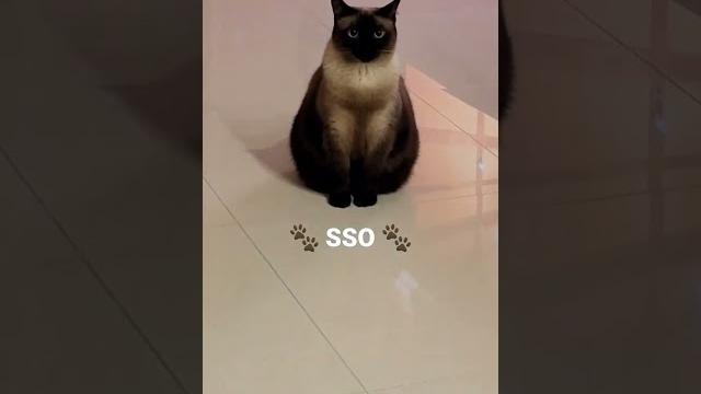 My cat. sso 순수한 눈빛냥 쏘.(별명: 토토로) My cat. sso 순수한 눈빛냥 쏘.(별명: 토토로)