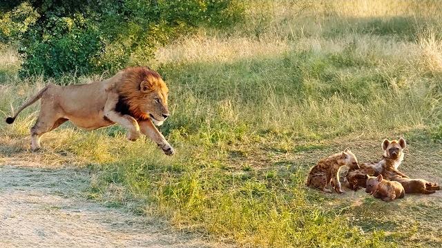 Lion comes across hyena cubs sleeping at their den Lion comes across hyena cubs sleeping at their den