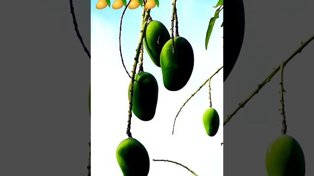 Mango Mango