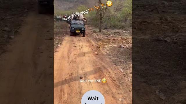 Tiger v/s dog fight | #tiger #dog #shortsfeed #shorts#trending Tiger v/s dog fight | #tiger #dog #shortsfeed #shorts#trending
