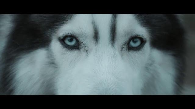 Hardwell feat. jonathan mendelsohn - echo (official music video) Hardwell feat. jonathan mendelsohn - echo (official music video)