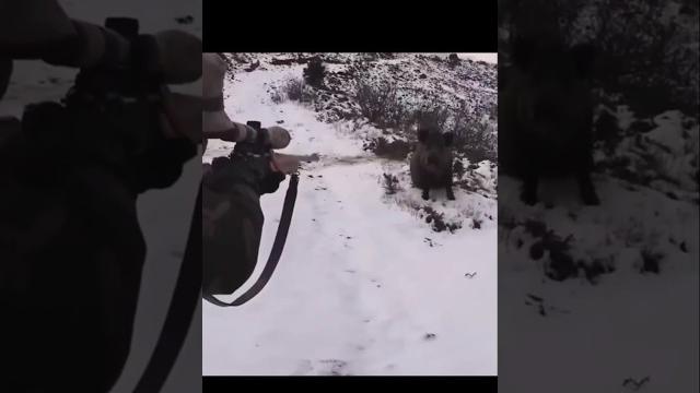 Охота на свиней с очень близкого расстояния #охота #загоннаяохота #кабан #wildlife #весенняяохота Охота на свиней с очень близкого расстояния #охота #загоннаяохота #кабан #wildlife #весенняяохота