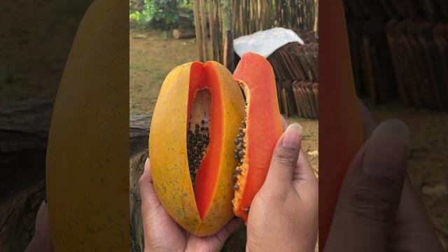 Pepaya #livemusia #fruit #musician Pepaya #livemusia #fruit #musician