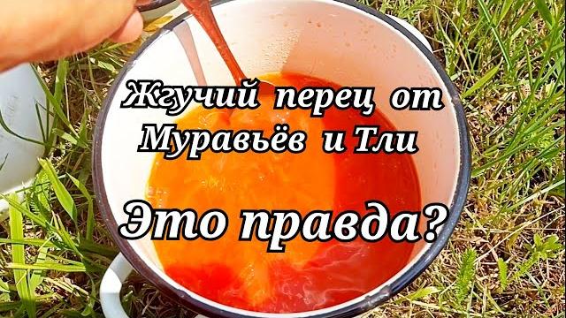 Как избавиться от муравьёв и тли. Как избавиться от муравьёв и тли.