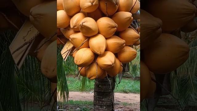 2years hybrid coconut tree hybrid#shortsvideo#shorts#coconut#trending#reels#amazing#video#happy 2years hybrid coconut tree hybrid#shortsvideo#shorts#coconut#trending#reels#amazing#video#happy