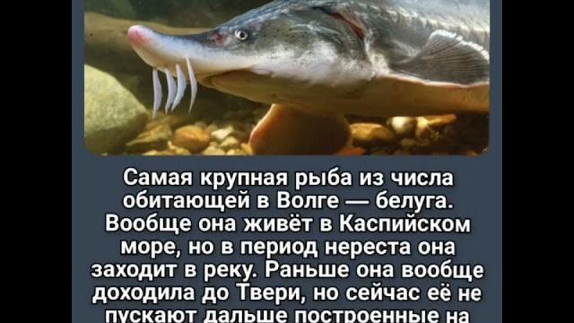 Самые интересные факты о реке волга Самые интересные факты о реке волга
