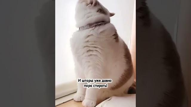 Не грусти, хозяйка - мы же с тобой шайка! #смешно #юмор #кошки #cat #animals #кот #смешныекошки Не грусти, хозяйка - мы же с тобой шайка! #смешно #юмор #кошки #cat #animals #кот #смешныекошки