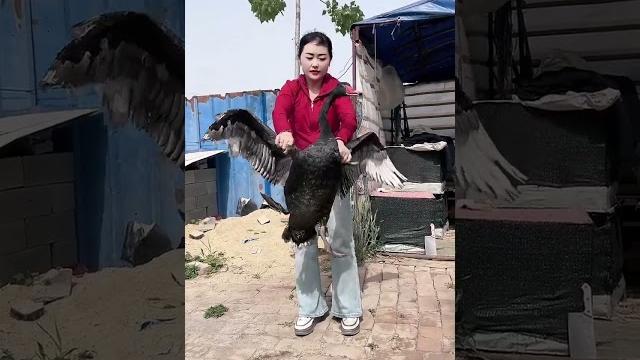 #黑天鹅 #funnyanimals #黑天鹅 #funnyanimals